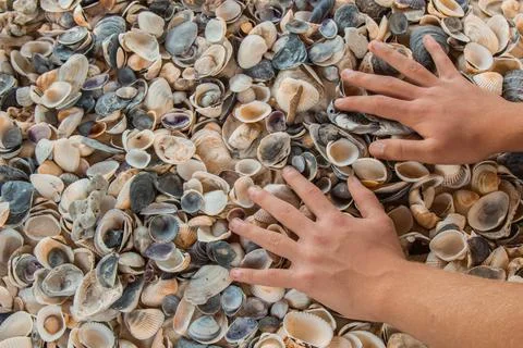 Multicolored river seashells lie chaotically on the sand next to the sea. Mac Stock Photos