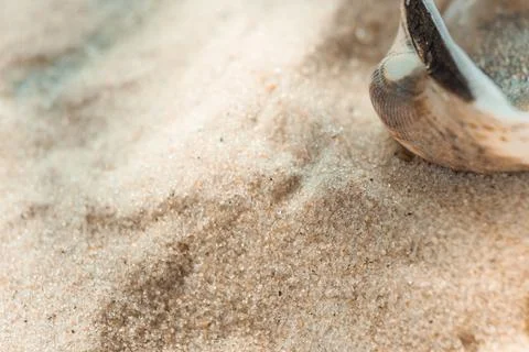 Multicolored river seashells lie chaotically on the sand next to the sea. Mac Stock Photos