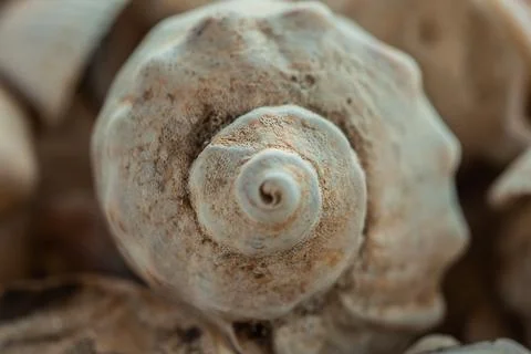 Multicolored river seashells lie chaotically on the sand next to the sea. Mac Stock Photos