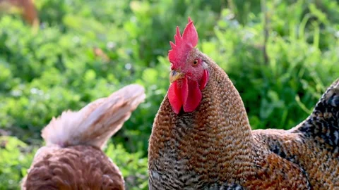 Multicolored rooster in the meadow Stock Footage 269348865