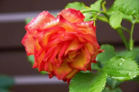 Multicolored rose in full bloom with red and yellow-orange petals Stock Photos