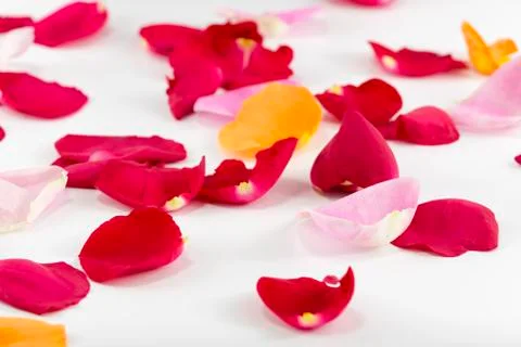 Multicolored Rose Petals Stock Photos