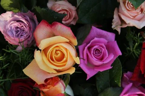 Multicolored roses in flower arrangement Stock Photos