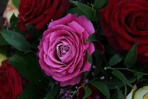 Multicolored roses Stock Photos