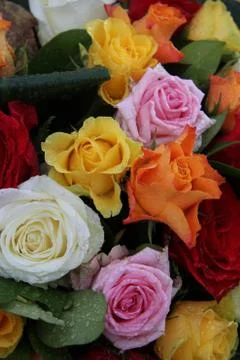Multicolored roses Stock Photos