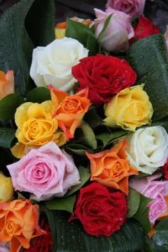 Multicolored roses Stock Photos