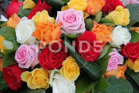Multicolored roses Stock Photos