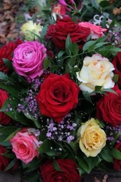 Multicolored roses 스톡 사진