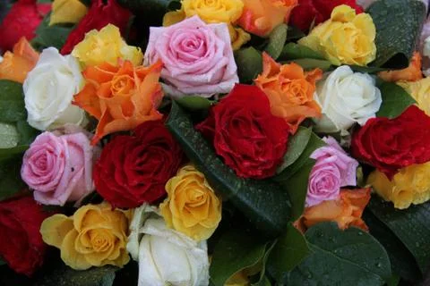 Multicolored roses Stock Photos