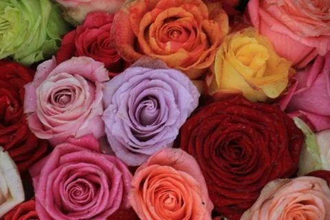 Multicolored roses Stock Photos