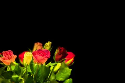 Multicolored roses Stock Photos