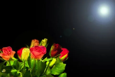 Multicolored roses Stock Photos