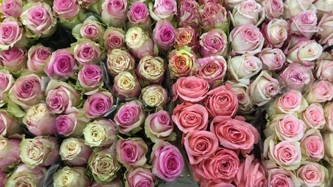 Multicolored roses in the store 스톡 동영상 95051646