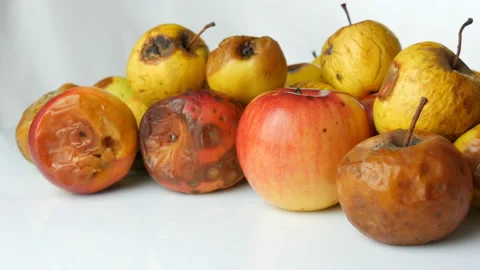 Multicolored rotten spoiled ripened apples and one ripe apple rotating on white Stock Footage 104672483