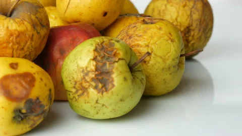 Multicolored rotten spoiled ripened apples and one ripe apple rotating on white Stock Footage 104672507