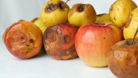 Multicolored rotten spoiled ripened apples and one ripe apple on white Stock Footage 104672624