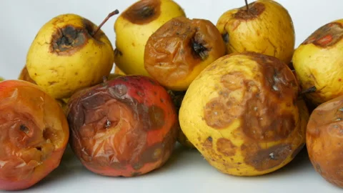Multicolored rotten spoiled ripened apples on white background. Stock Footage 104672631