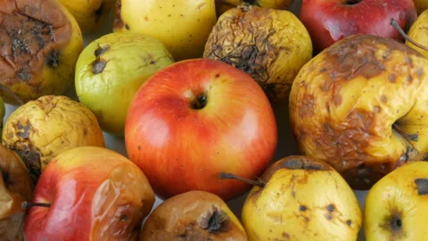 Multicolored rotten spoiled ripened apples and one ripe apple rotating on white Stock Footage 104672682