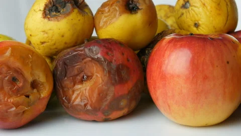 Multicolored rotten spoiled ripened apples and one ripe apple on white Stock Footage 104672720