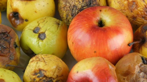 Multicolored rotten spoiled ripened apples and one ripe apple rotating on white Stock Footage 104672782