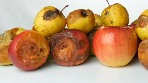 Multicolored rotten spoiled ripened apples and one ripe apple on white Stock Footage 104672836