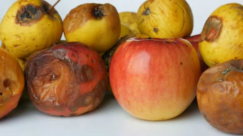 Multicolored rotten spoiled ripened apples and one ripe apple rotating on white Stock Footage 104672881
