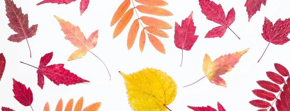 Multicolored set autumn leaves pattern. Hello, Autumn concept Multicolored... Stock Photos