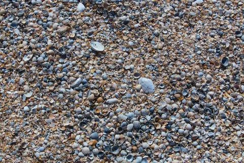 Multicolored shells. Closeup. Stock Photos