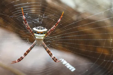 Multicolored Spide in tropical forest Stock Photos