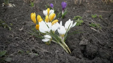 Multicolored spring flowers tremble in the wind in the city Park on a flowerbed Stock Footage 106291335