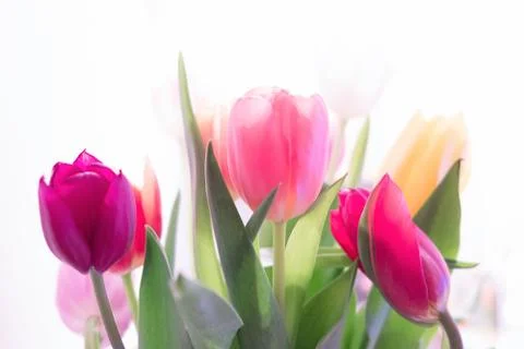 Multicolored spring tulips on a white background. Stock Photos
