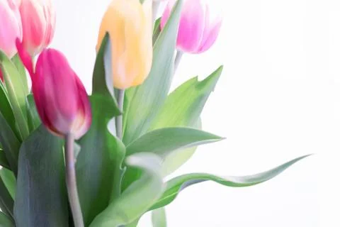Multicolored spring tulips on a white background. Stock Photos