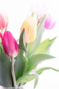 Multicolored spring tulips on a white background. Stock Photos