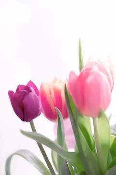 Multicolored spring tulips on a white background. Stock Photos