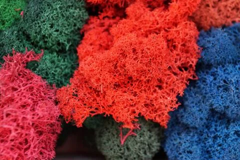 Multicolored stabilized moss for ecological interior design Stock Photos