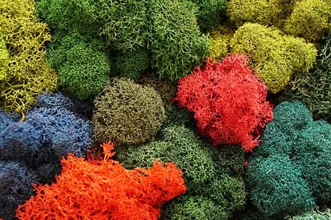 Multicolored stabilized moss for ecological interior design close up Stock Photos