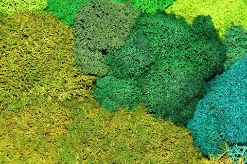 Multicolored stabilized moss for ecological interior design close-up Foto stock