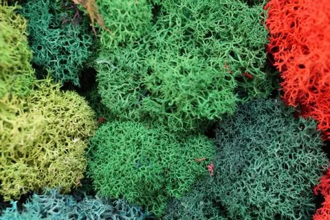 Multicolored stabilized moss texture for background Stock Photos