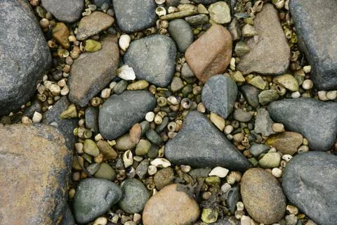 Multicolored stones with small seashells in between background. Stock Photos
