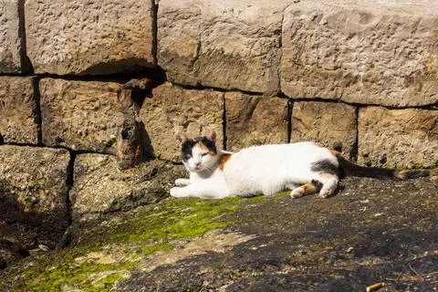 A multicolored stray cat laying down near the water with big bricks Stock-Fotos