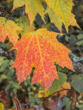 Multicolored Sugar Maple Leaf Stock Photos