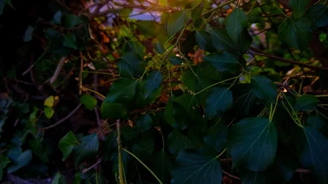 Multicolored Sunset Through Dark Foliage Stock Footage 121526069