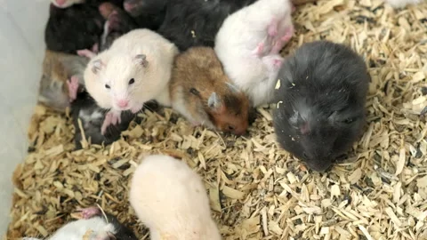 Multicolored syrian hamsters. Many small funny jungar hamsters in cage on Video stock 167548478