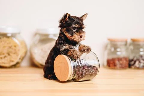 Multicolored Terrier put his Front Paws on Glass Jar. Playful Puppy for Dog F Stock Photos