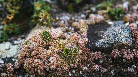 Multicolored tiny flowers on a dark stone Stock Photos