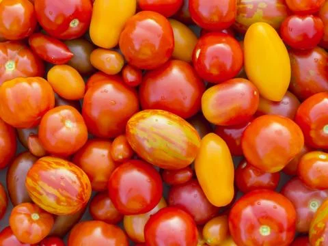 Multicolored tomatoes of different shapes, texture, background Stock Photos