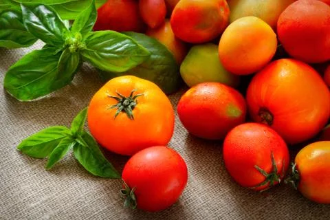 Multicolored tomatoes on fabric background Stock Photos