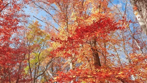 Multicolored tree branches on blue sky background, bottom view Stock Footage 118703283