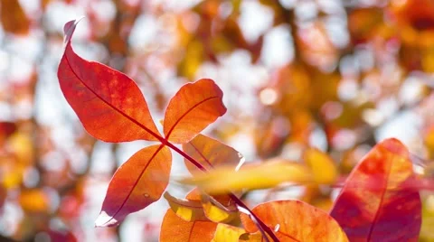 Multicolored tree branches in sunlight Stock Footage 68157199