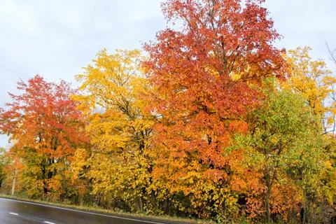 Multicolored tree crowns. Stock Photos